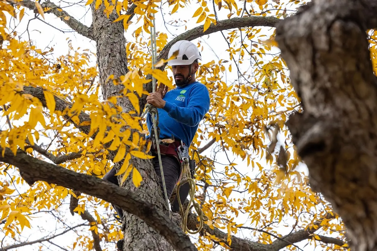 Skilled Storm Damage Cleanup crew working in Reubens