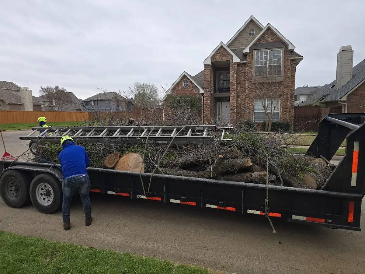 Expert Tree Removal with proper safety equipment in Reubens